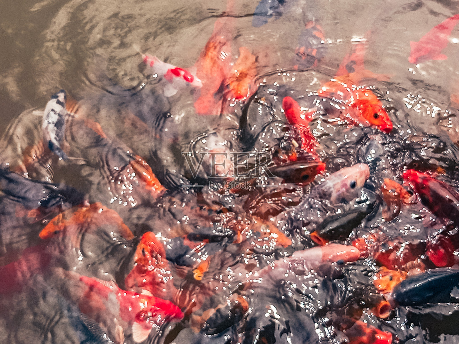 喂食时间：色彩斑斓的锦鲤挤在浑浊的池塘水中照片摄影图片