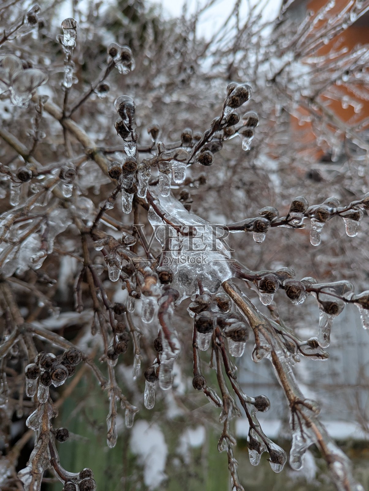 冰雪覆盖的树枝上挂着黑色的冬日浆果，充满活力的冰冻自然景观。照片摄影图片