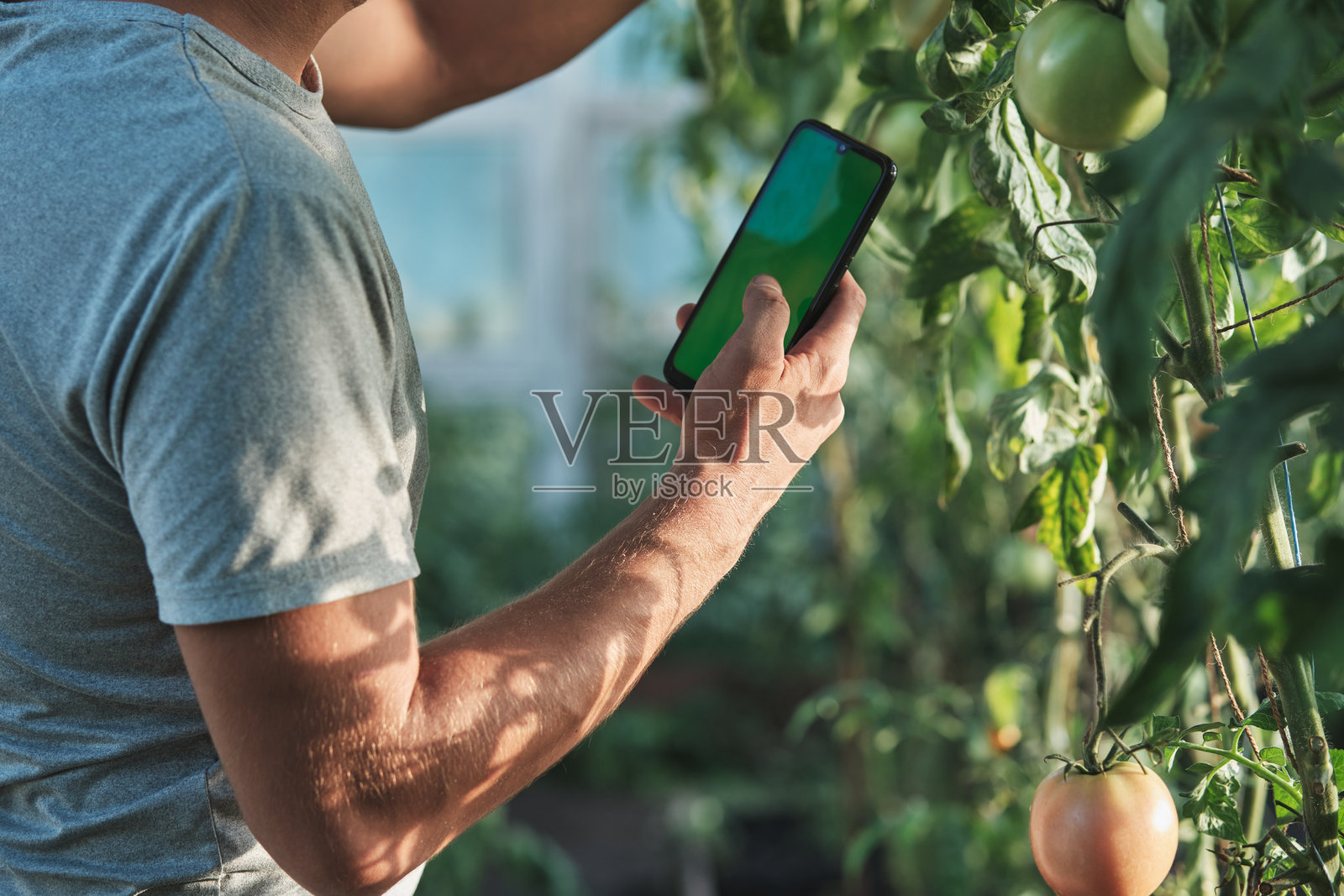 农民在温室里使用智能手机监测番茄植株，聚焦农业科技照片摄影图片