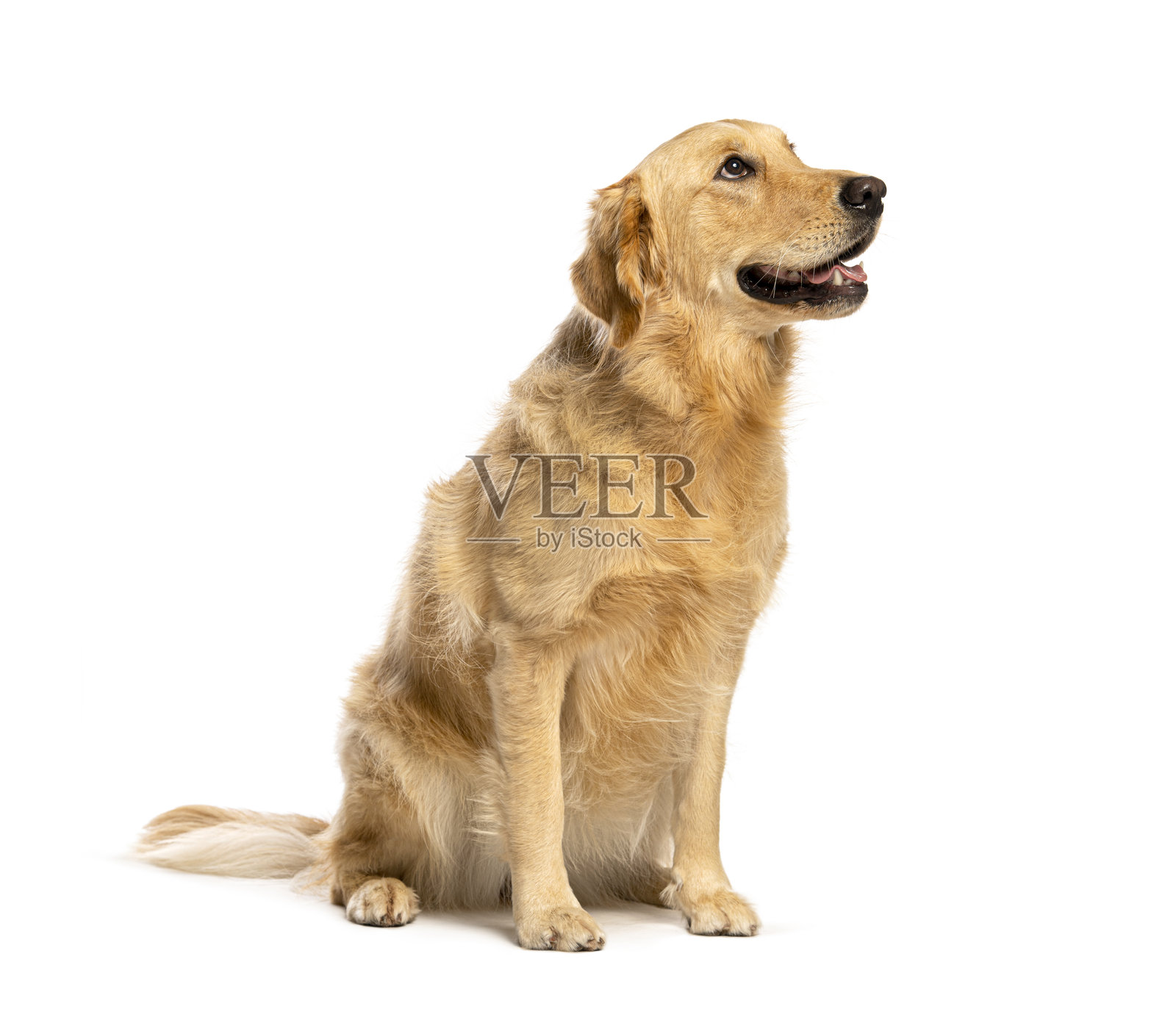 金毛寻回犬坐姿，纯白背景，孤立照片摄影图片