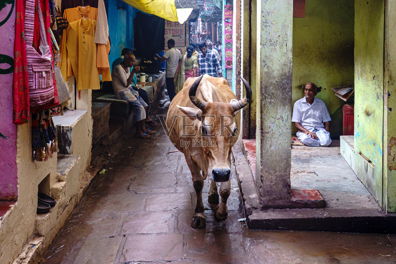 印度。北方邦。瓦拉纳西（贝拿勒斯）。一头神圣的牛在瓦拉纳西一条狭窄而熙熙攘攘的小巷中穿行照片摄影图片