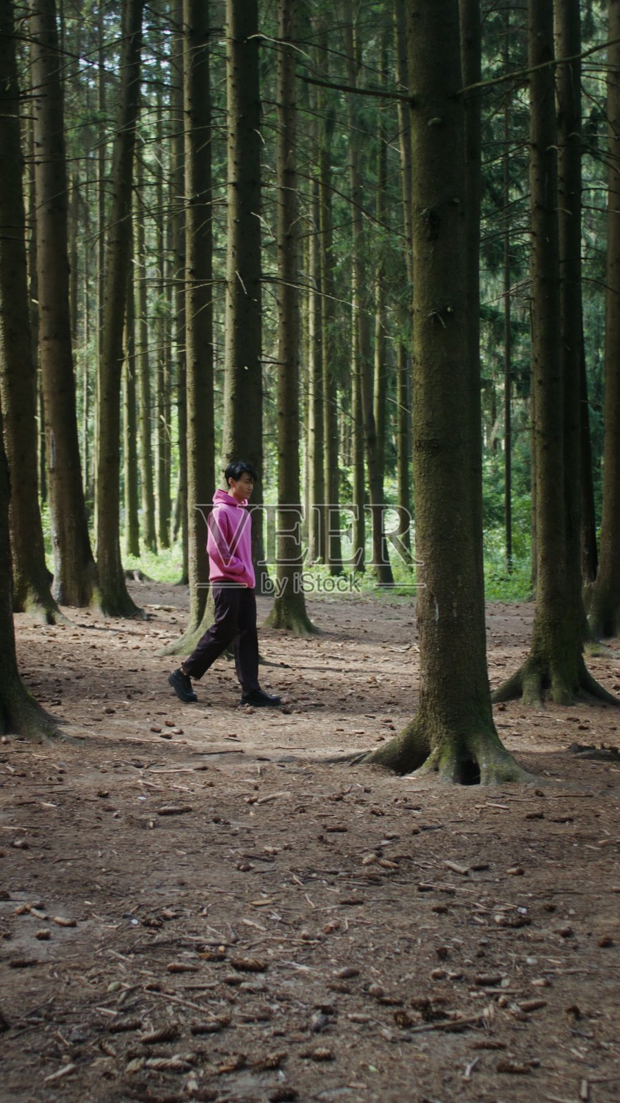 一个男人走在松树林里照片摄影图片