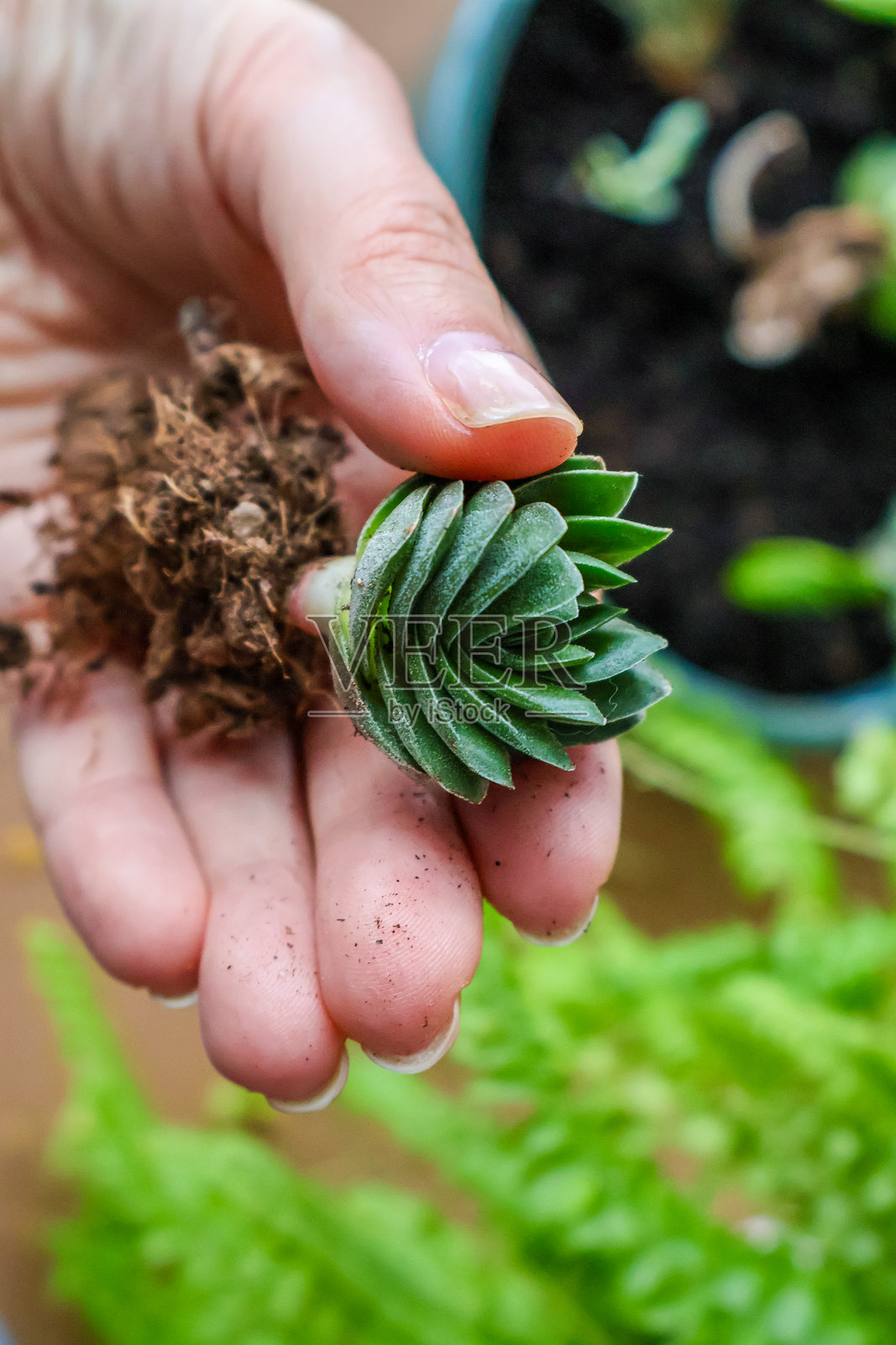 换盆过程中植物根部的特写。手中是健康的根系。照片摄影图片
