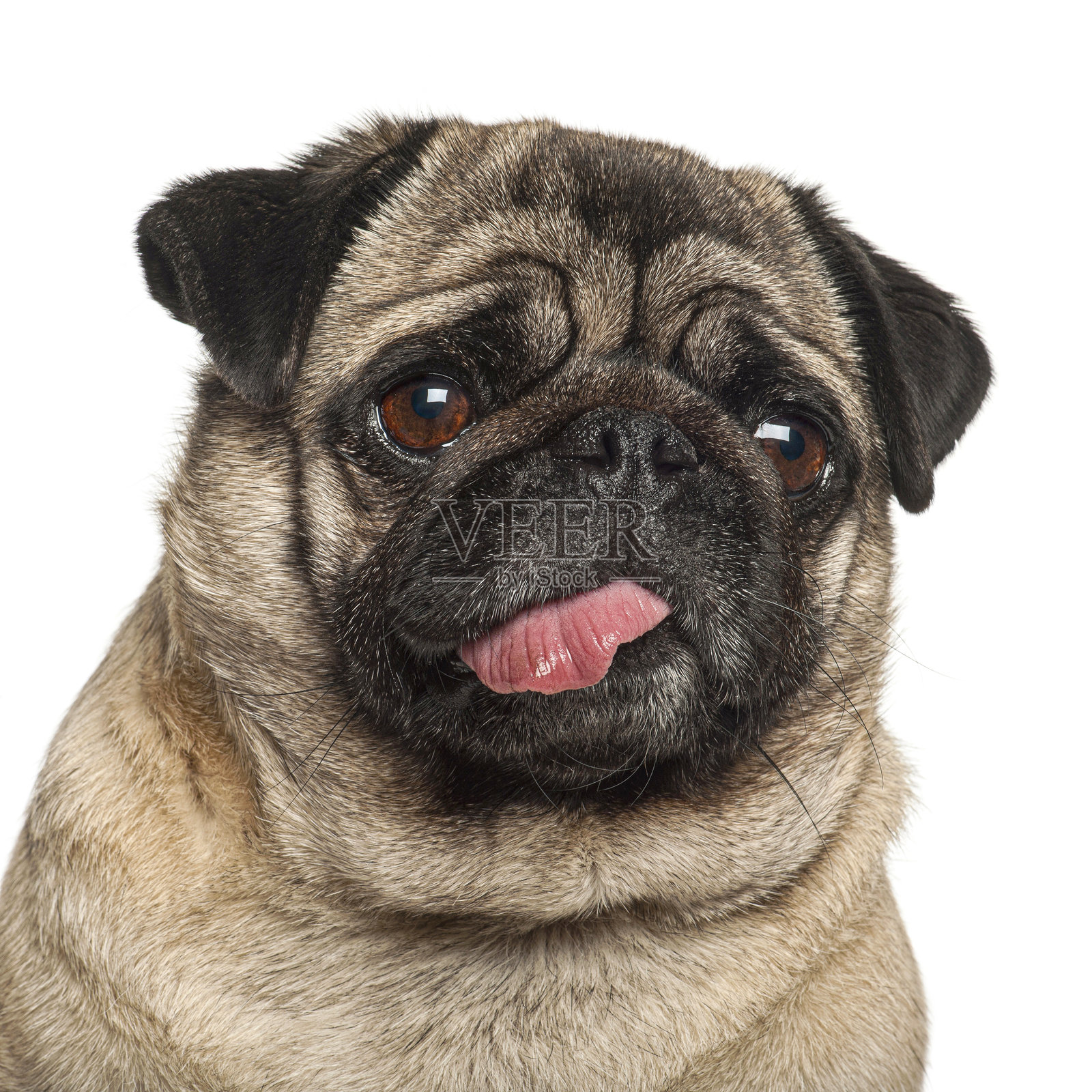 一只可爱的巴哥犬伸出舌头，看起来很有趣照片摄影图片