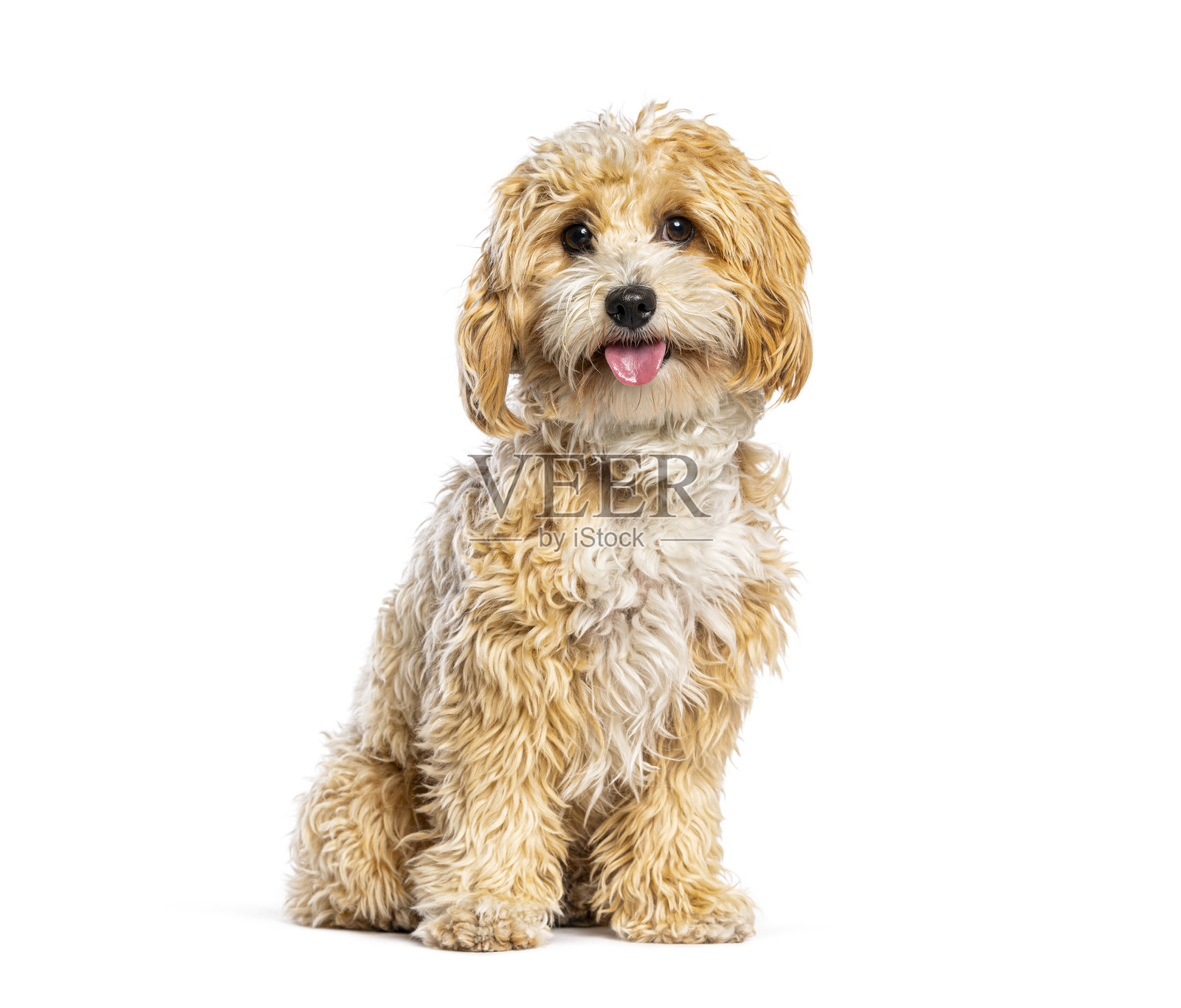 一只毛茸茸的混种狗坐在白色背景上照片摄影图片