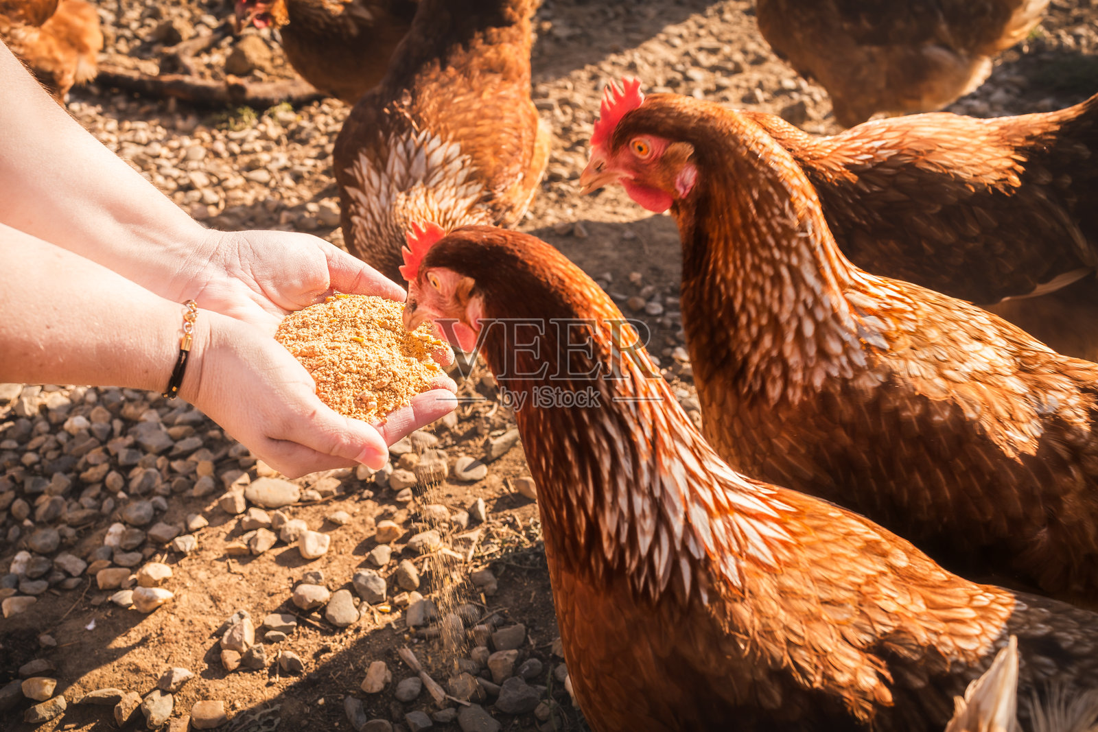 农妇用谷物喂养她的母鸡。照片摄影图片