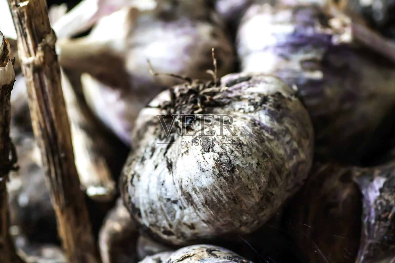 花园里收获的大蒜头照片摄影图片