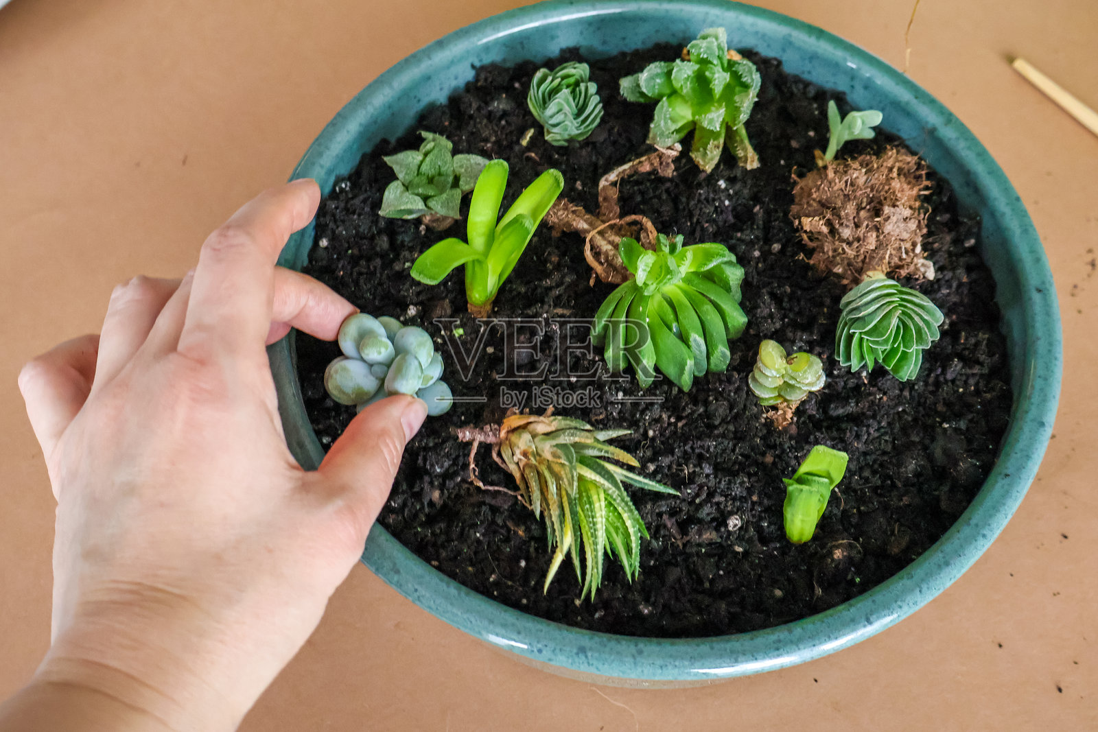 迷你多肉植物花园，DIY。手中是多肉植物扦插繁殖的枝条和根系。照片摄影图片
