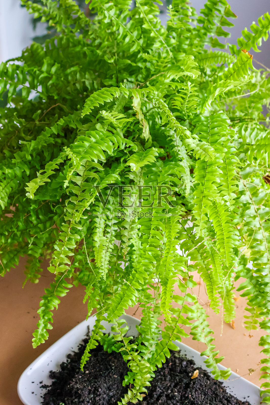 女子在室内给卷叶蕨换盆。打理茂盛的绿色室内植物。照片摄影图片