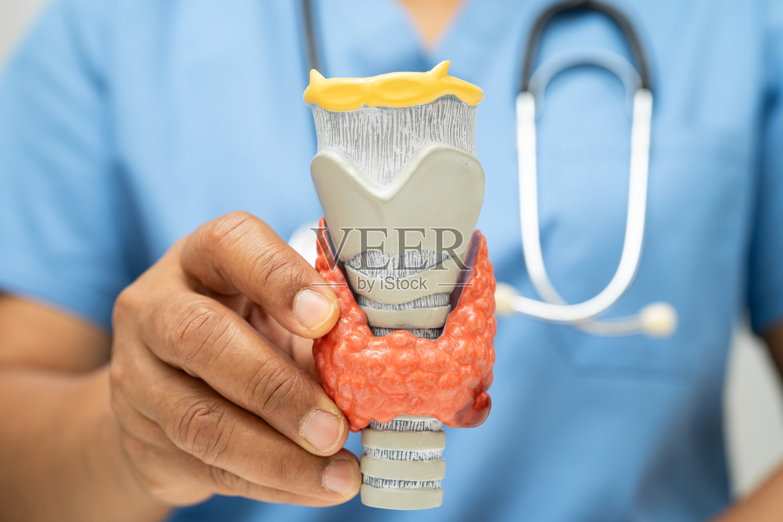 亚洲医生在医院展示甲状腺解剖模型，涉及甲状腺功能亢进、甲状腺功能亢进症、甲状腺淋巴瘤照片摄影图片