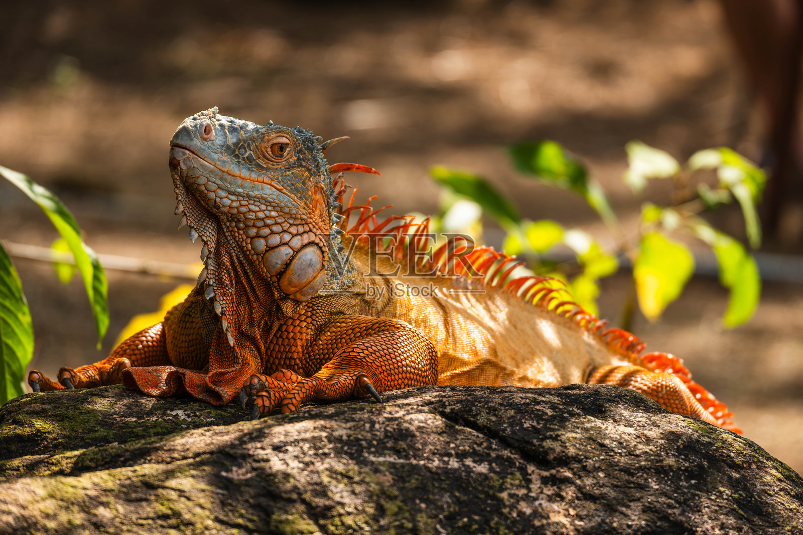 一只色彩鲜艳的橙红色鬣蜥在阳光明媚的环境中休息在岩石上照片摄影图片