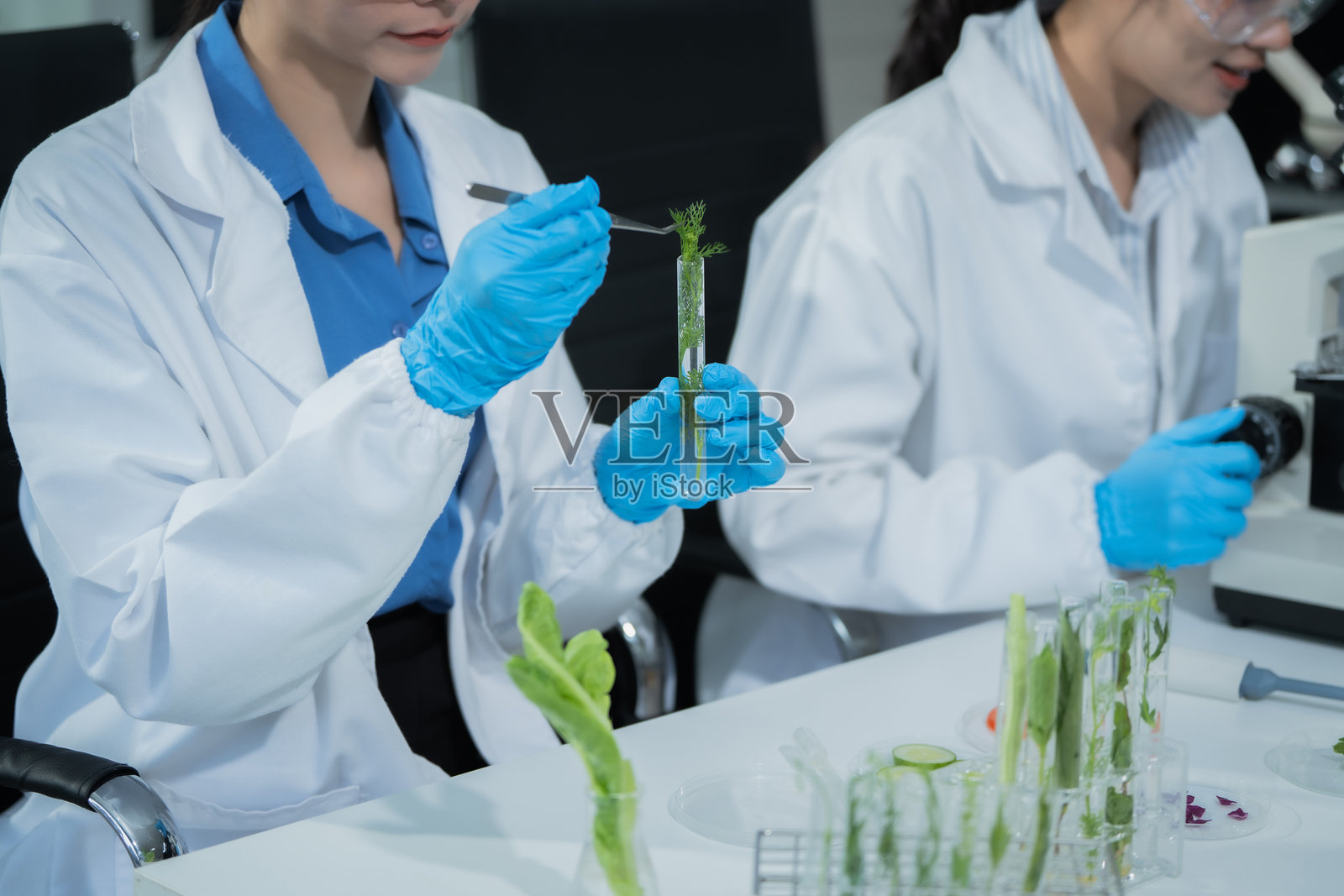 两位女科学家在先进的实验室里进行植物实验，在研究显微镜下观察新鲜蔬菜和叶子，以发展农业生物技术和食品质量。照片摄影图片