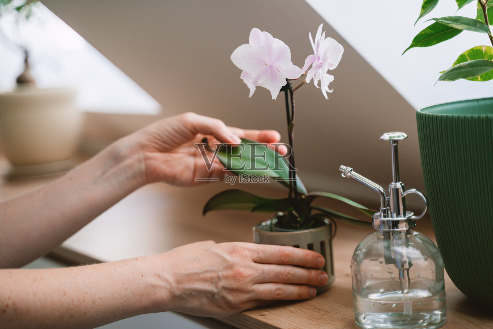 家庭园艺场景，有兰花和植物喷雾器照片摄影图片