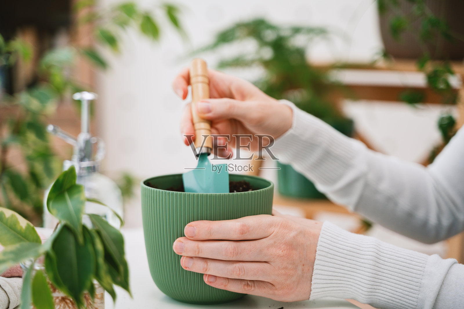 居家园艺活动：调整盆栽植物周围的土壤照片摄影图片