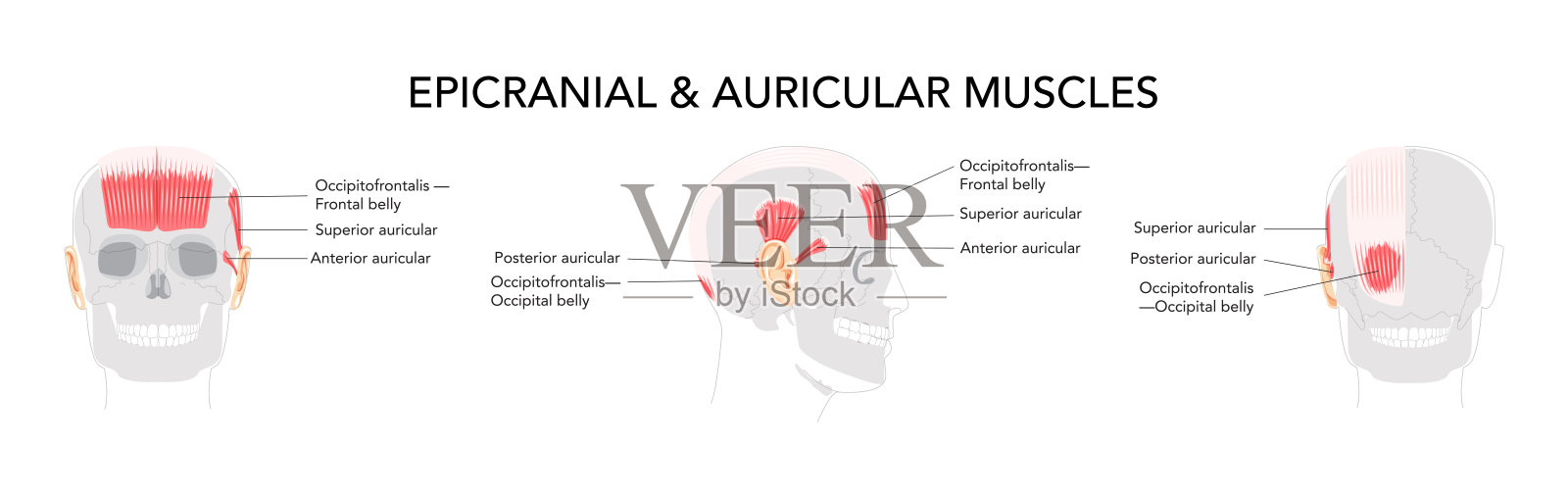 头部侧面和正面肌肉图，枕额肌，耳肌（上、前、后），解剖学插画图片素材