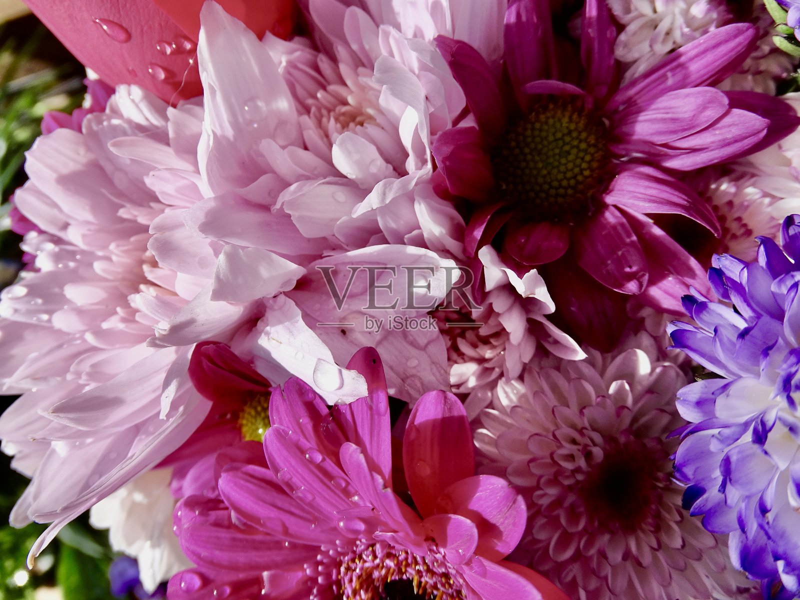 多彩的花朵照片摄影图片