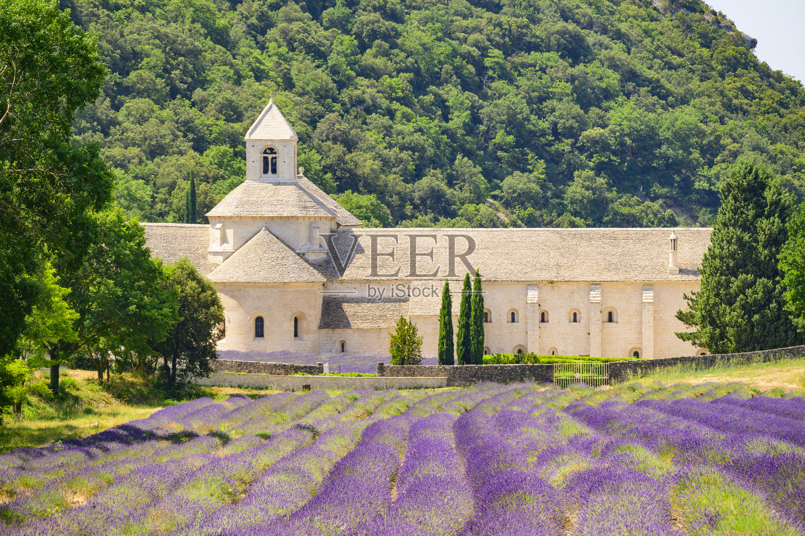 普罗旺斯塞南克修道院的薰衣草田照片摄影图片
