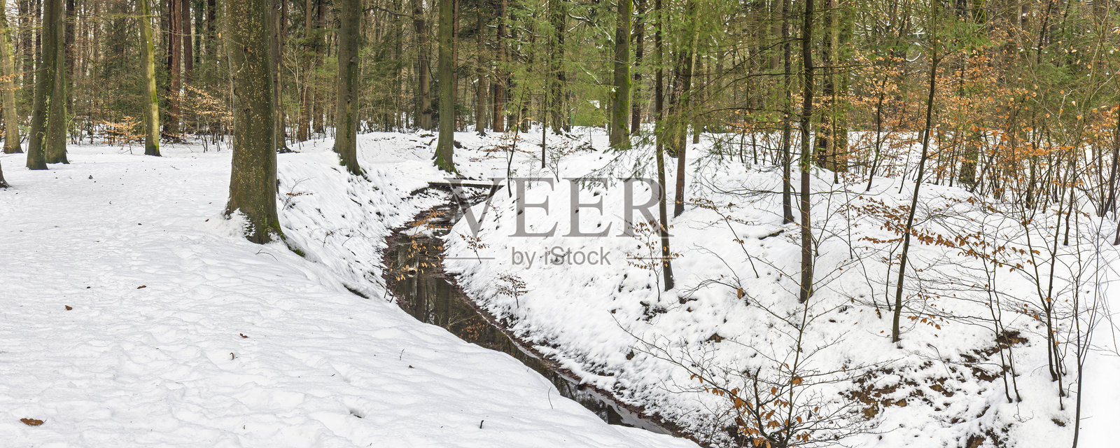 荷兰冬季森林，地面覆盖着雪，树木间有潺潺溪流照片摄影图片