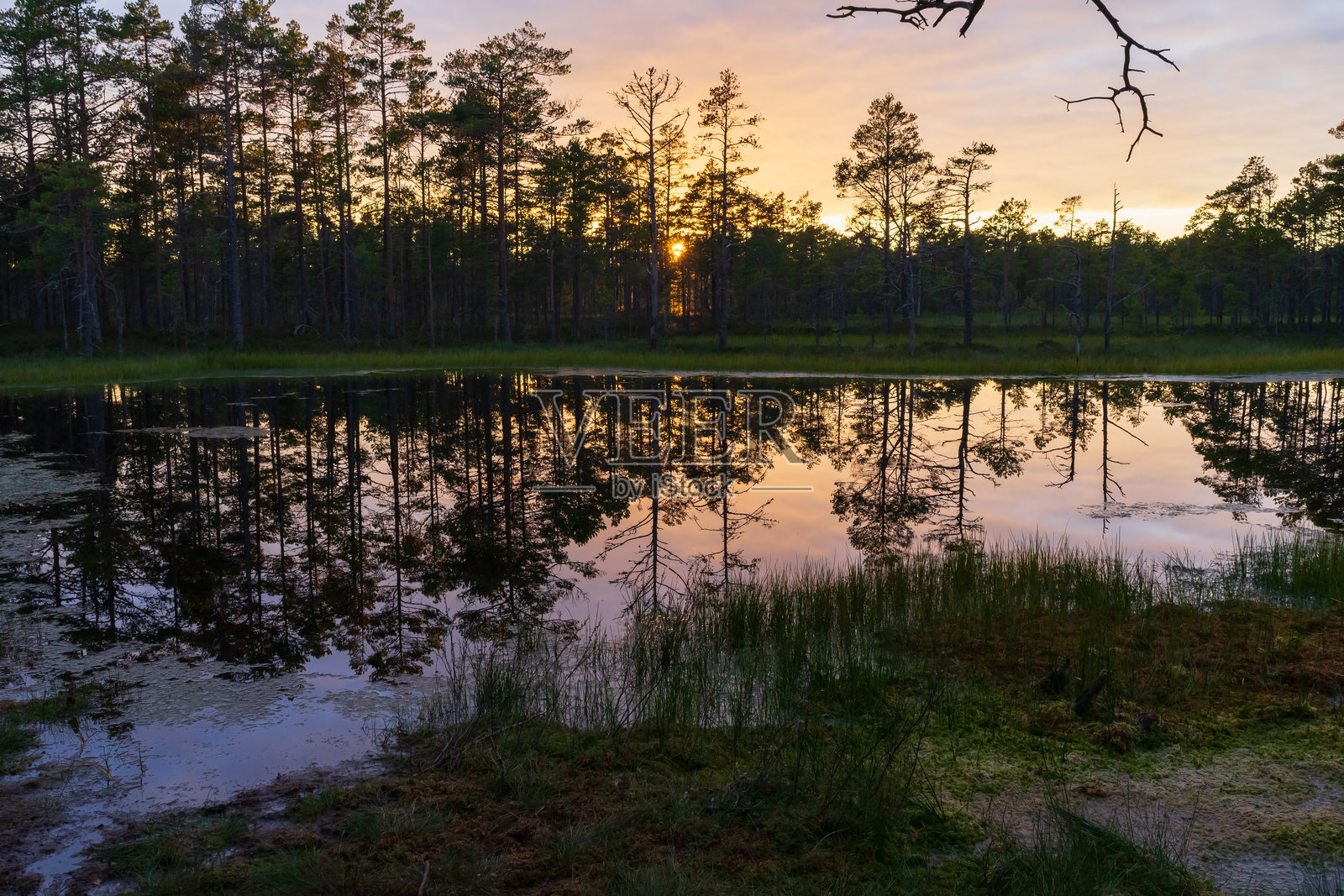 爱沙尼亚拉赫马国家公园风景优美的湿地景观，松树倒映在平静的水面上，金色日落映照在维鲁沼泽湖上。照片摄影图片