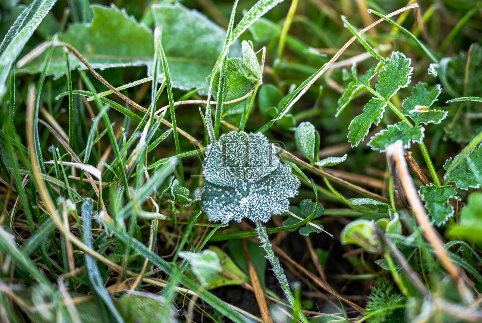 草地上覆盖着晨霜的结霜绿叶照片摄影图片