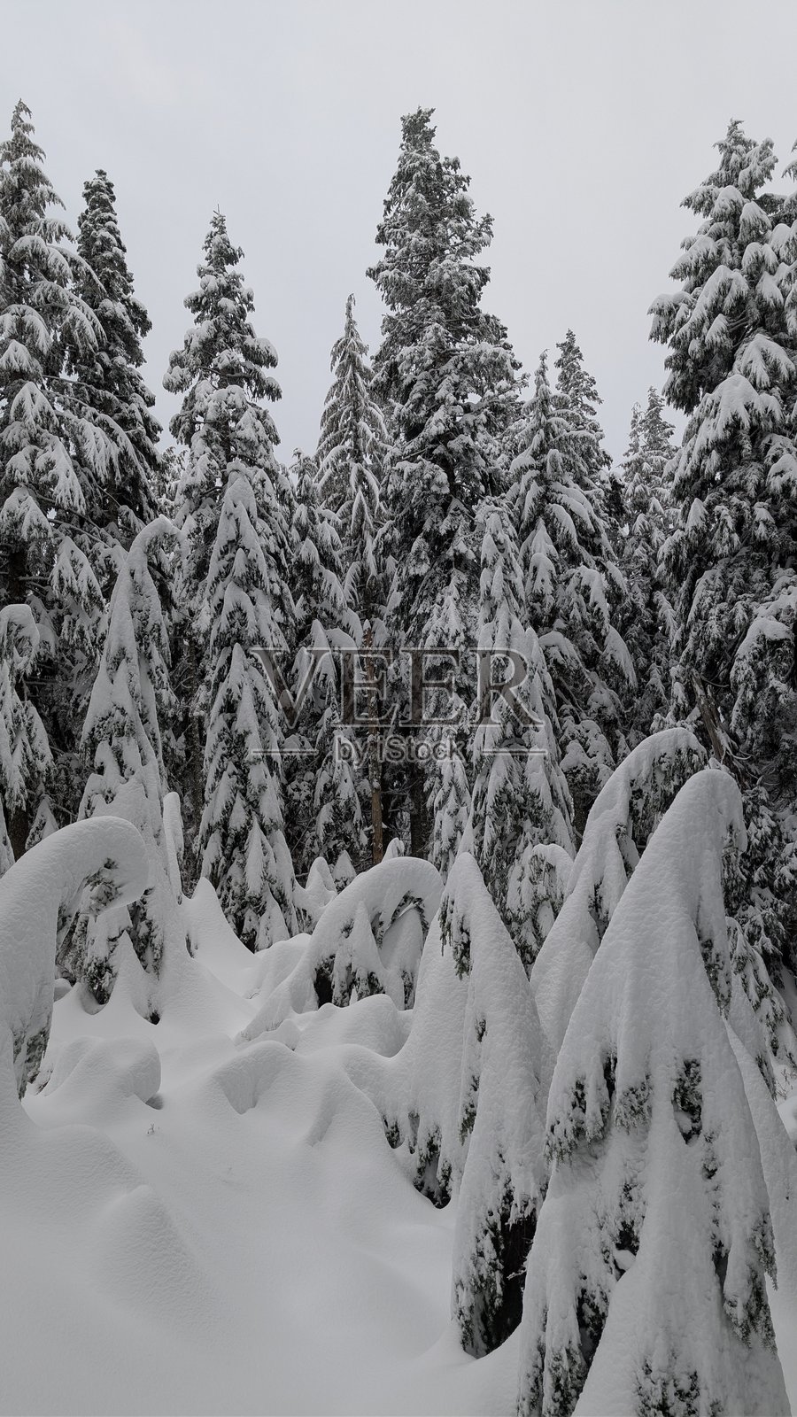 雪压松林，冬日阴天笼罩群山照片摄影图片