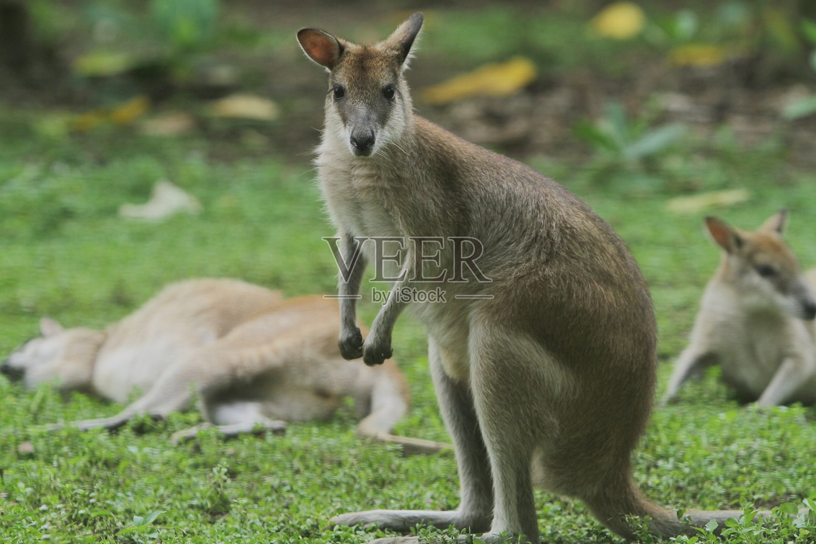 敏捷的小袋鼠照片摄影图片