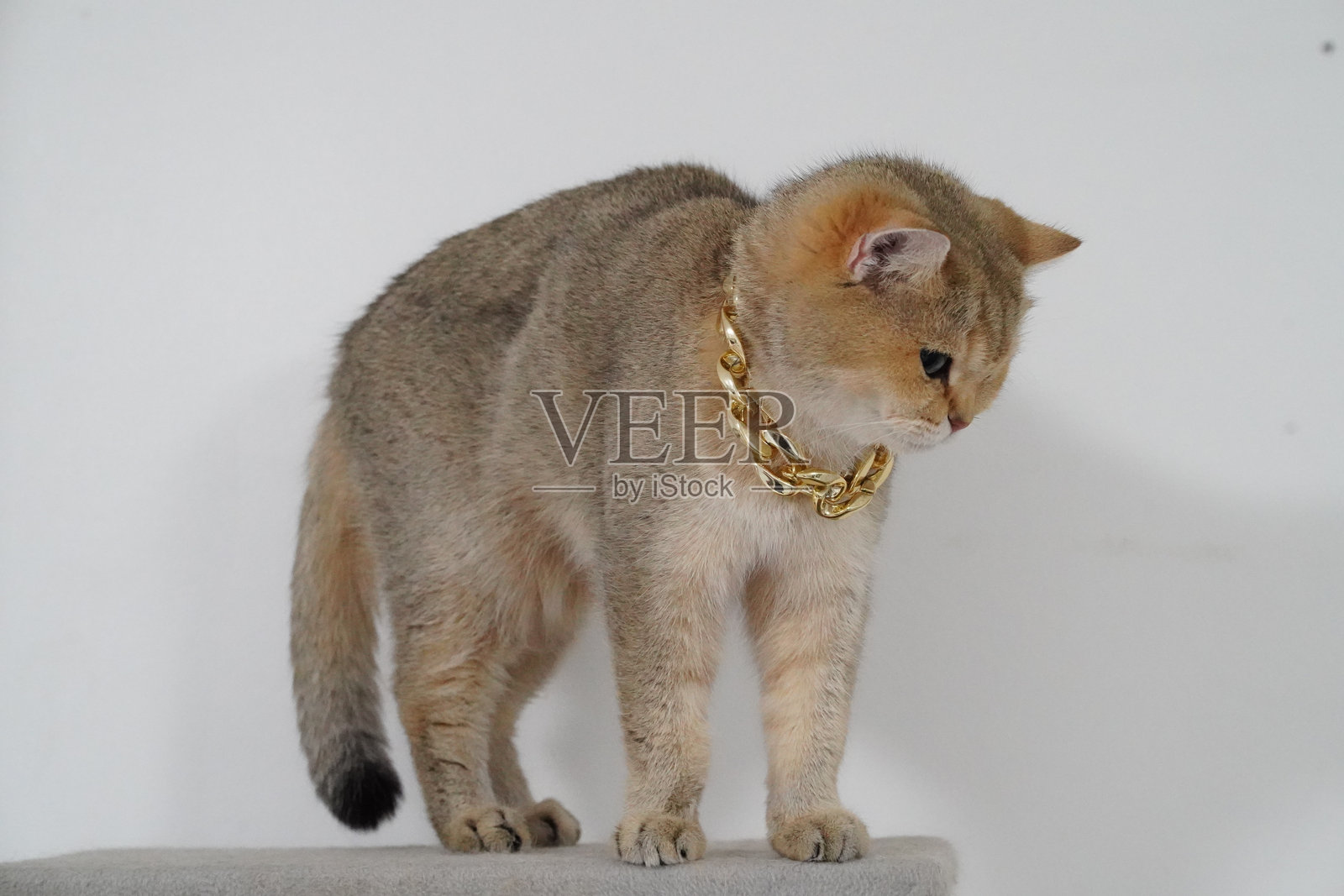 一只戴着金链项圈的时尚猫优雅地站在平面上，展示着它独特的毛皮和姿态，表情中流露出好奇与魅力。照片摄影图片