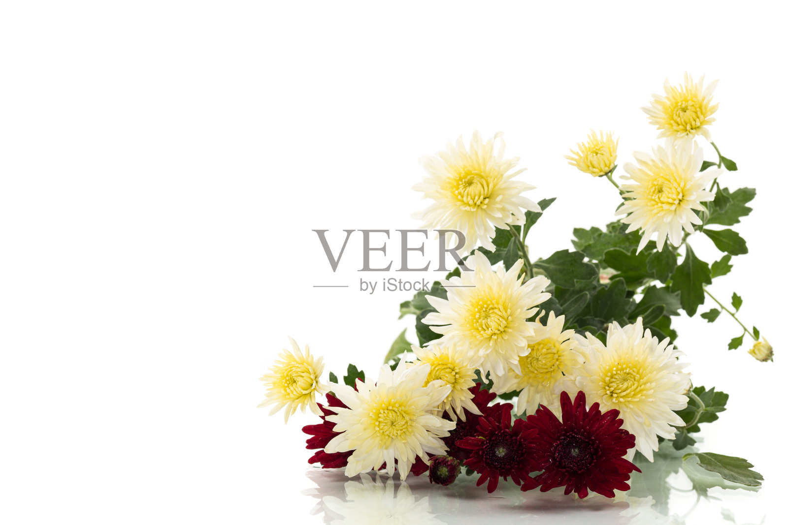 白底上的黄红菊花照片摄影图片