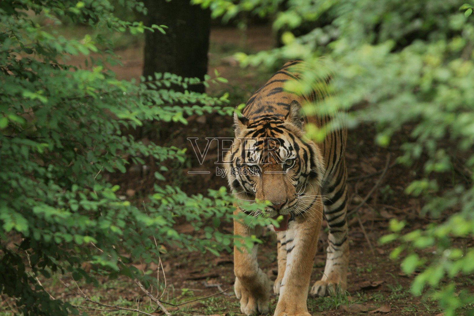 苏门答腊虎照片摄影图片