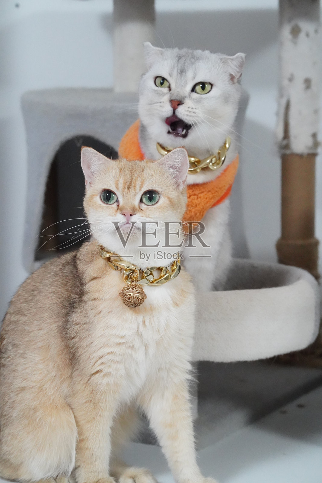 可爱的猫咪们戴着时尚配饰，在舒适的室内环境中一起摆姿势，展现了它们顽皮的个性和独特的魅力。它们的表情为场景增添了 delightful touch。照片摄影图片