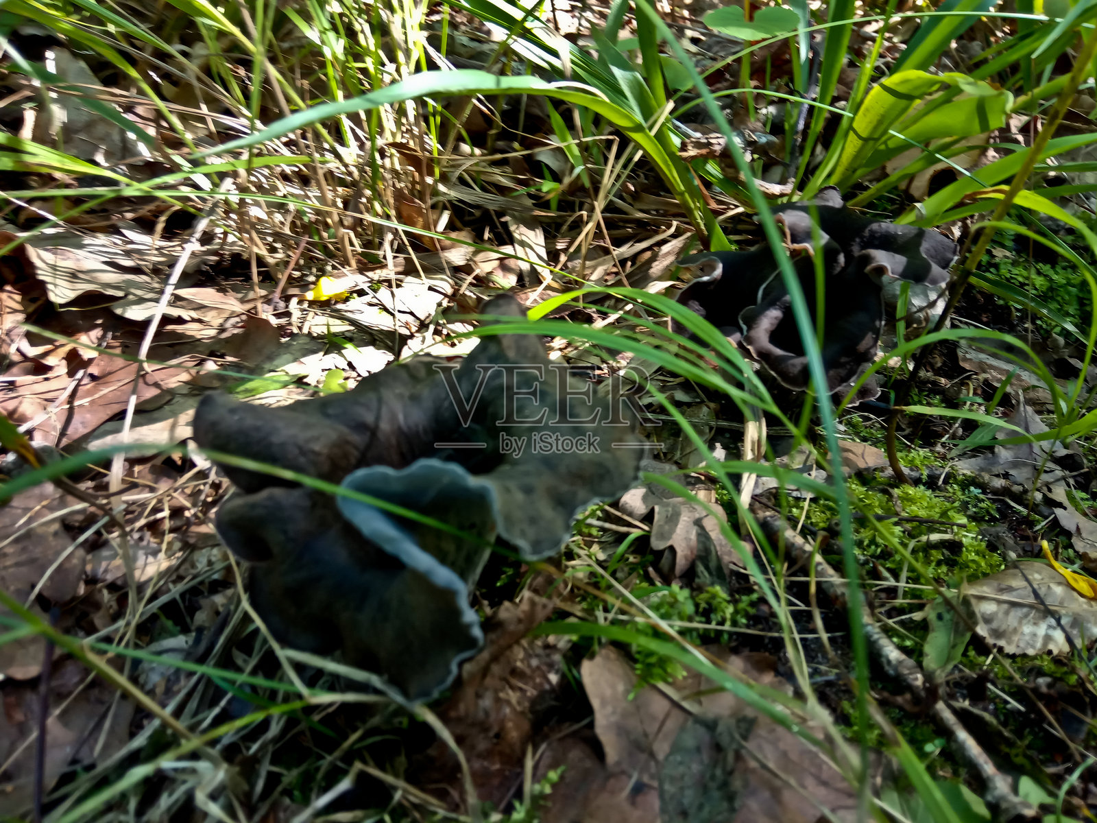 褐菇，又名丰收角照片摄影图片