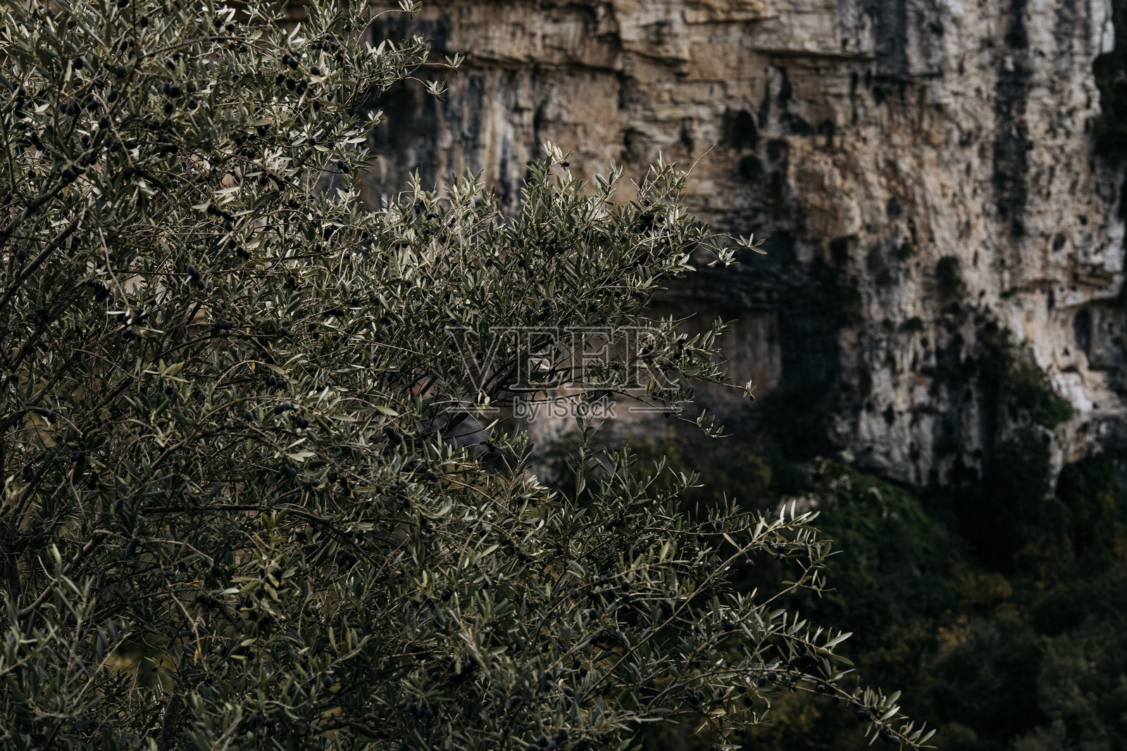 阳光下的橄榄树枝，银绿色叶片和纤细的嫩枝，背景是柔软的岩石，沐浴在温暖的日光中照片摄影图片