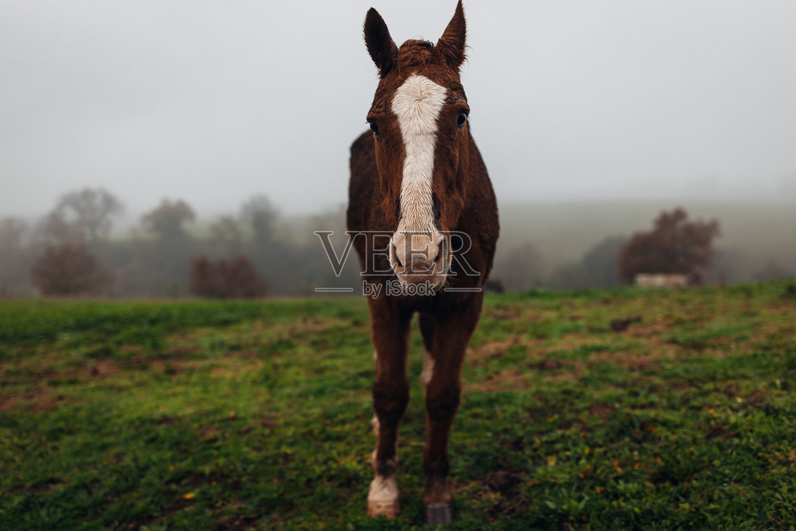马匹在清晨行走照片摄影图片