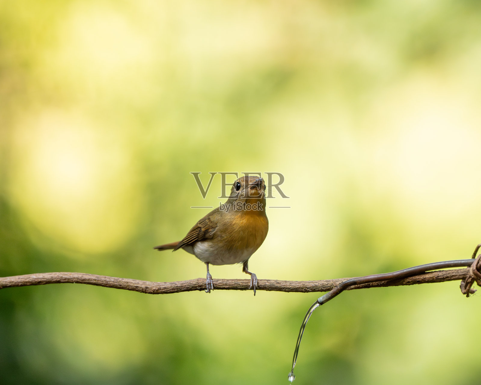 雨林中的雌性蓝喉蓝鹟照片摄影图片
