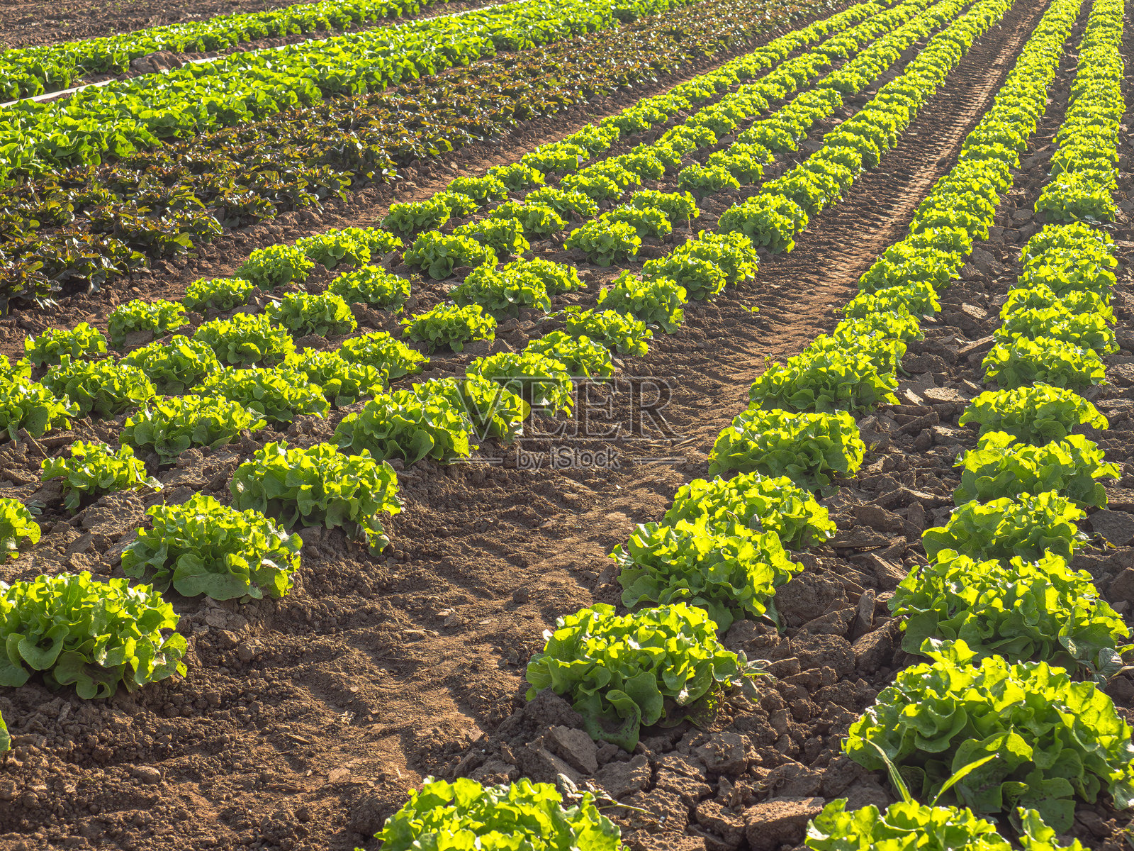 整齐种植的绿色生菜田，展现了有序的农业和新鲜农产品。照片摄影图片