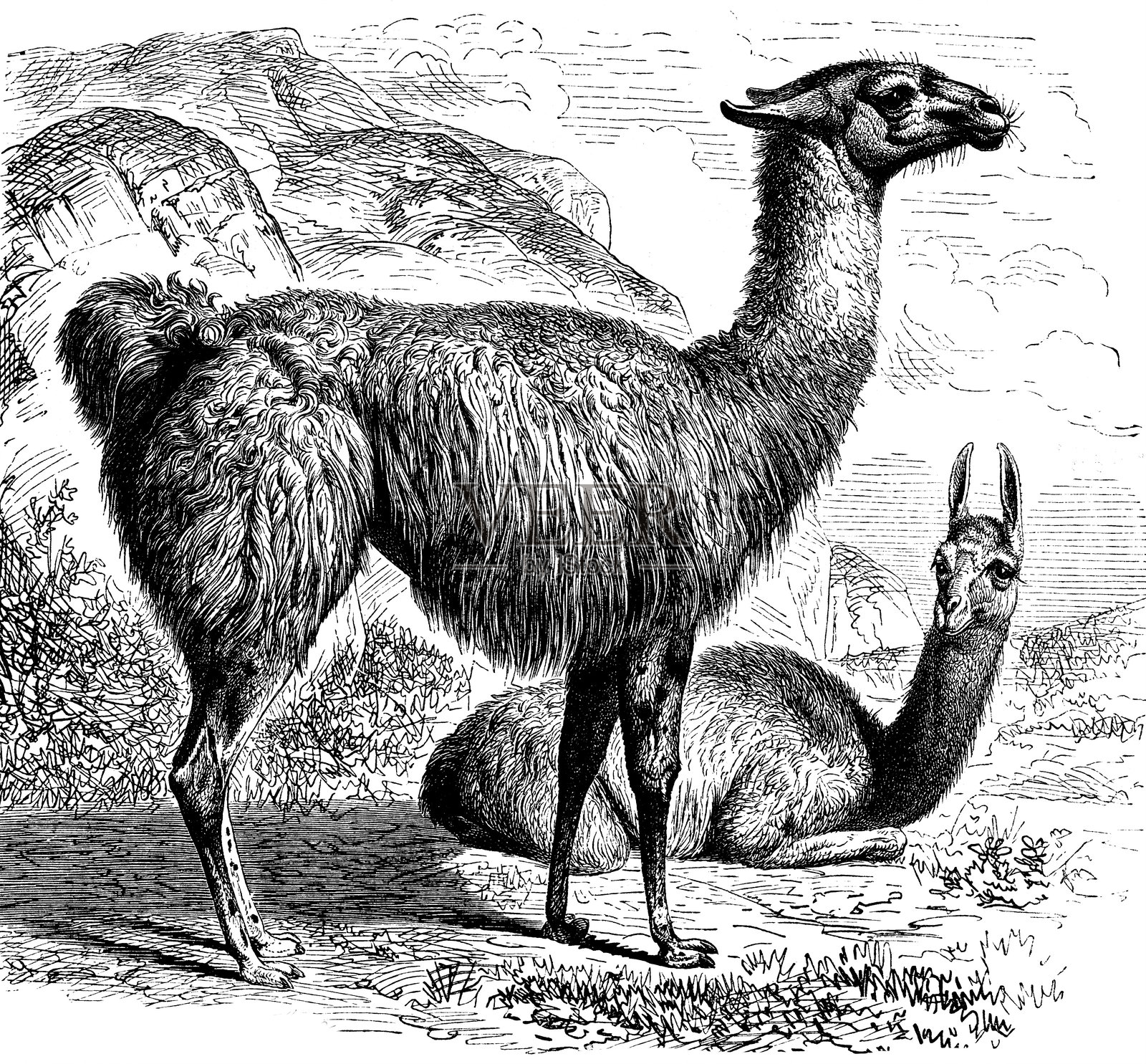 山地景观中的原驼插画图片素材