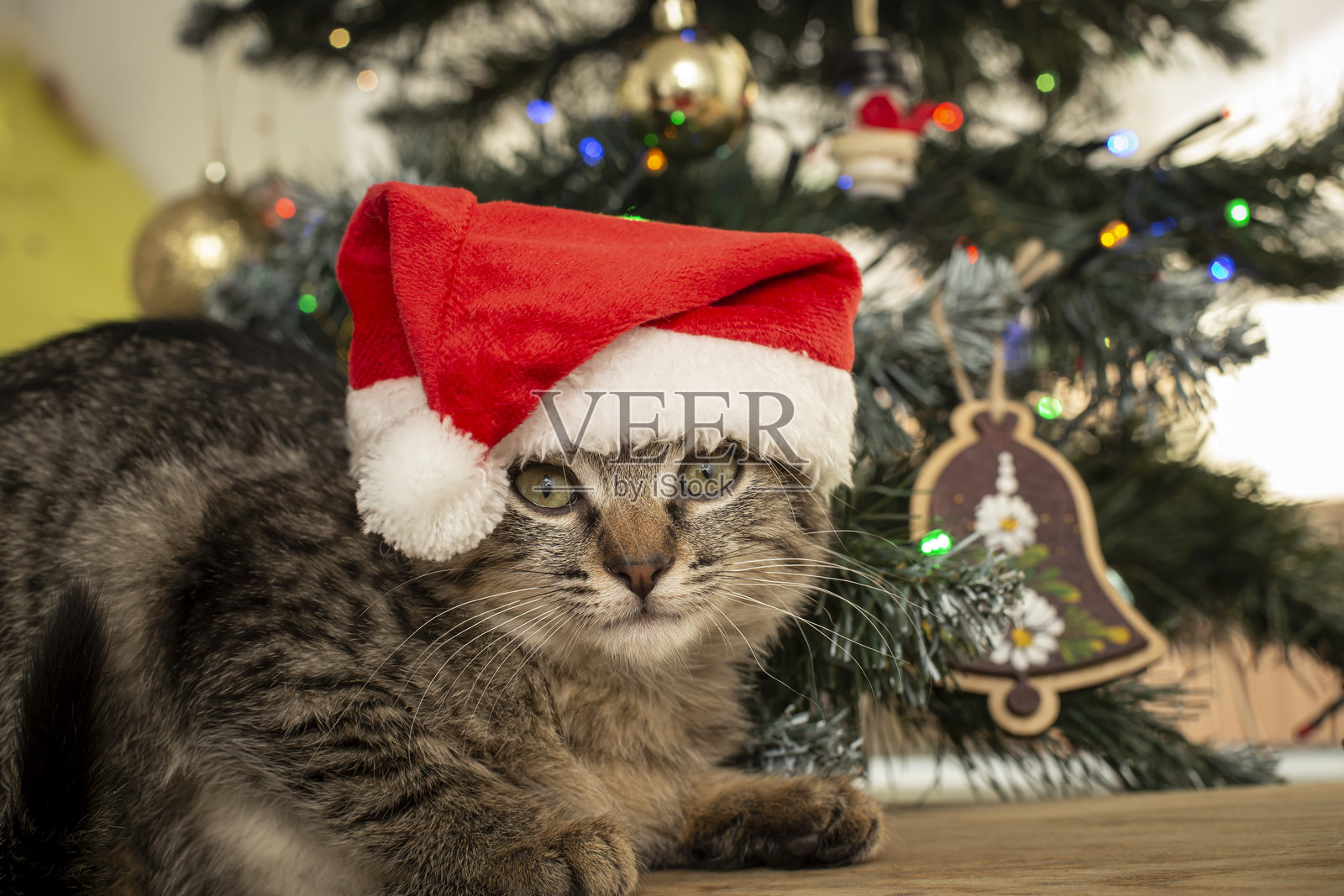一只戴着红色圣诞帽的可爱虎斑小猫，在圣诞树下看向镜头，特写肖像照片摄影图片