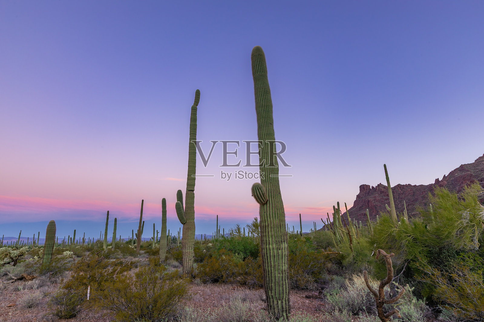 索诺拉沙漠国家纪念碑照片摄影图片