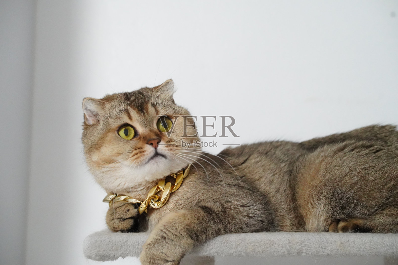 一只戴着金色项圈的蓬松猫咪栖息在栖木上，眼神宽阔而富有表现力。猫毛呈灰色和棕色混合，显得柔软而诱人。照片摄影图片