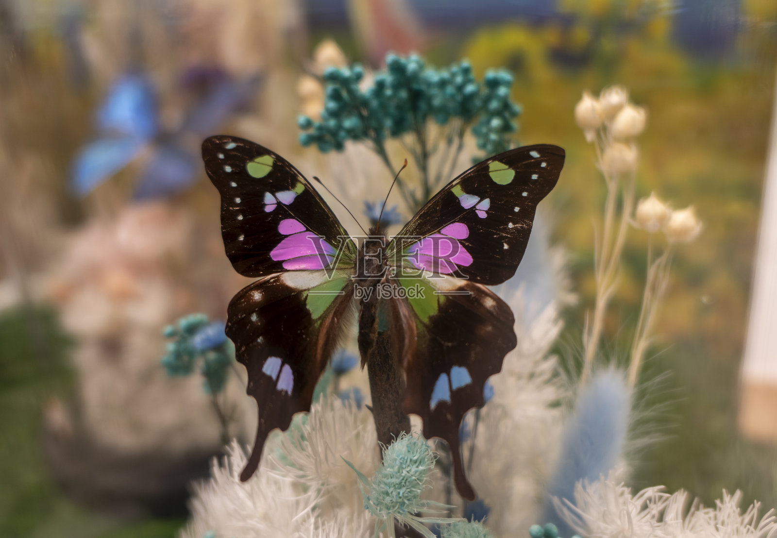 美丽的蝴蝶标本照片摄影图片