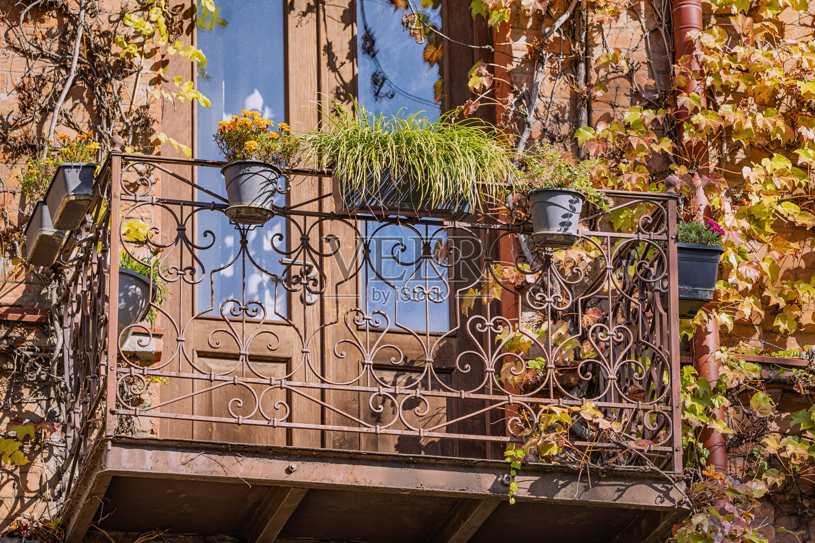砖墙和窗户映衬着蓝天，铸铁阳台栏杆上装饰着盆栽植物和鲜艳的秋季藤蔓照片摄影图片
