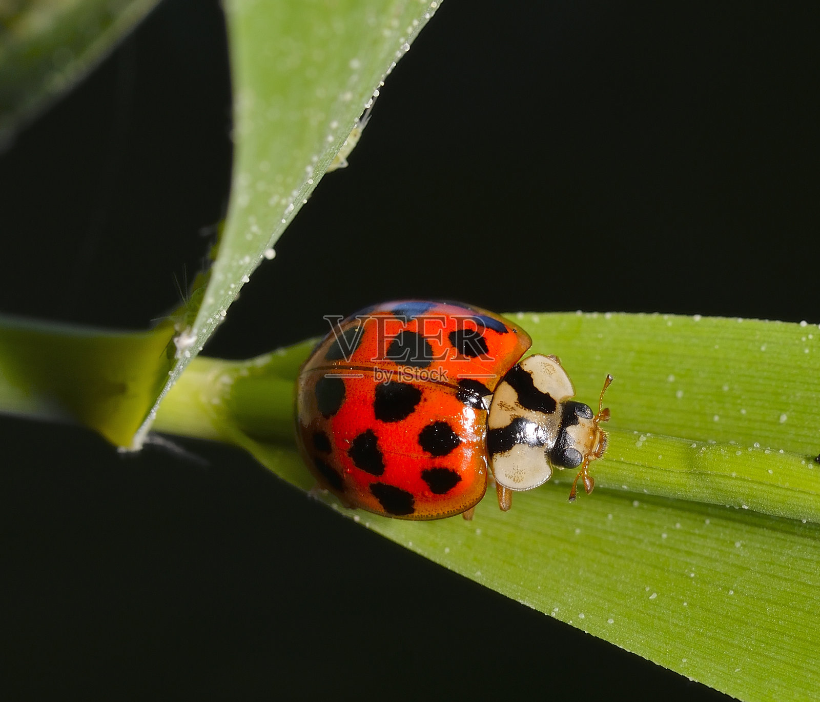 瓢虫照片摄影图片