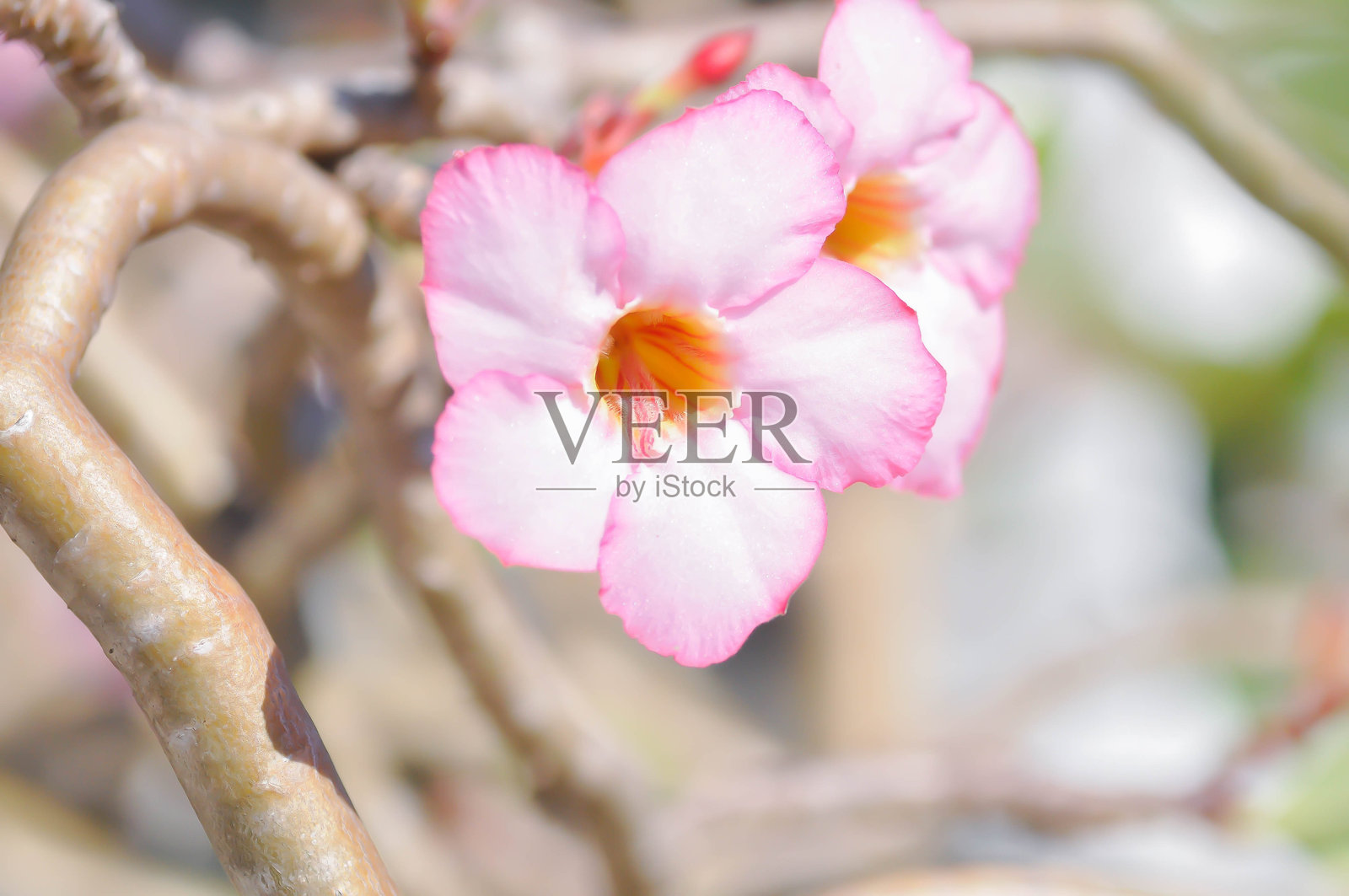 沙漠玫瑰，夹竹桃科，又名丰花沙漠玫瑰、非洲木锦、红花土沉照片摄影图片