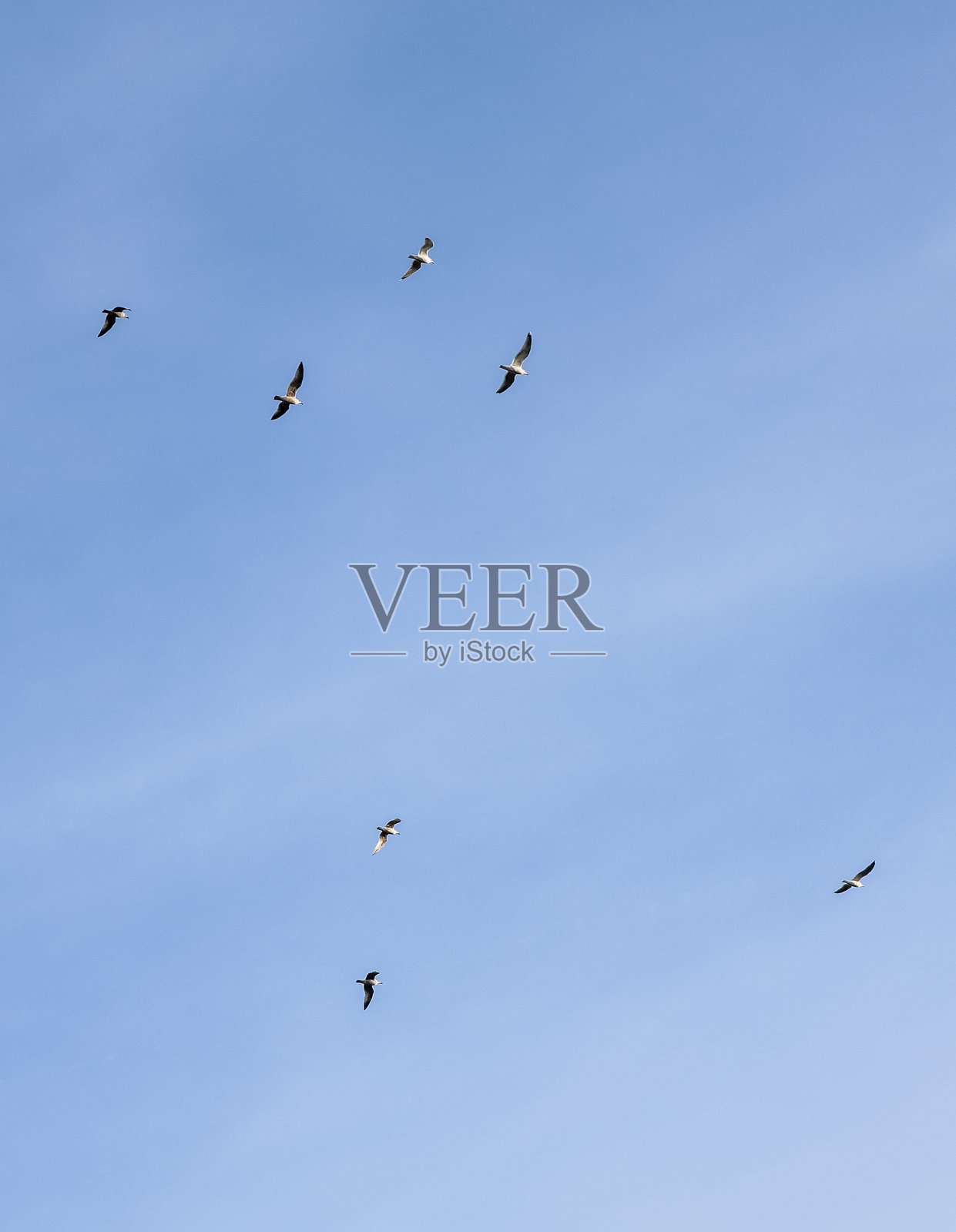 鸟儿在晴朗的蓝天上飞翔，象征着自由照片摄影图片