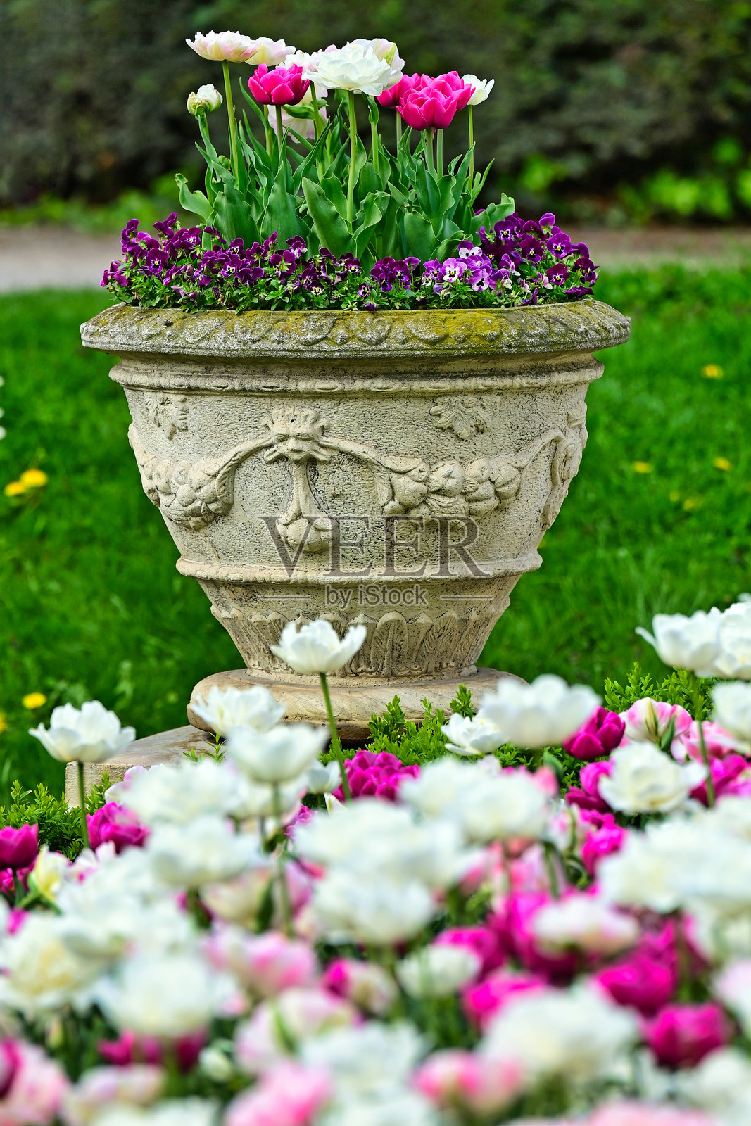 石头花瓶中的郁金香，维也纳人民公园的春季，奥地利照片摄影图片