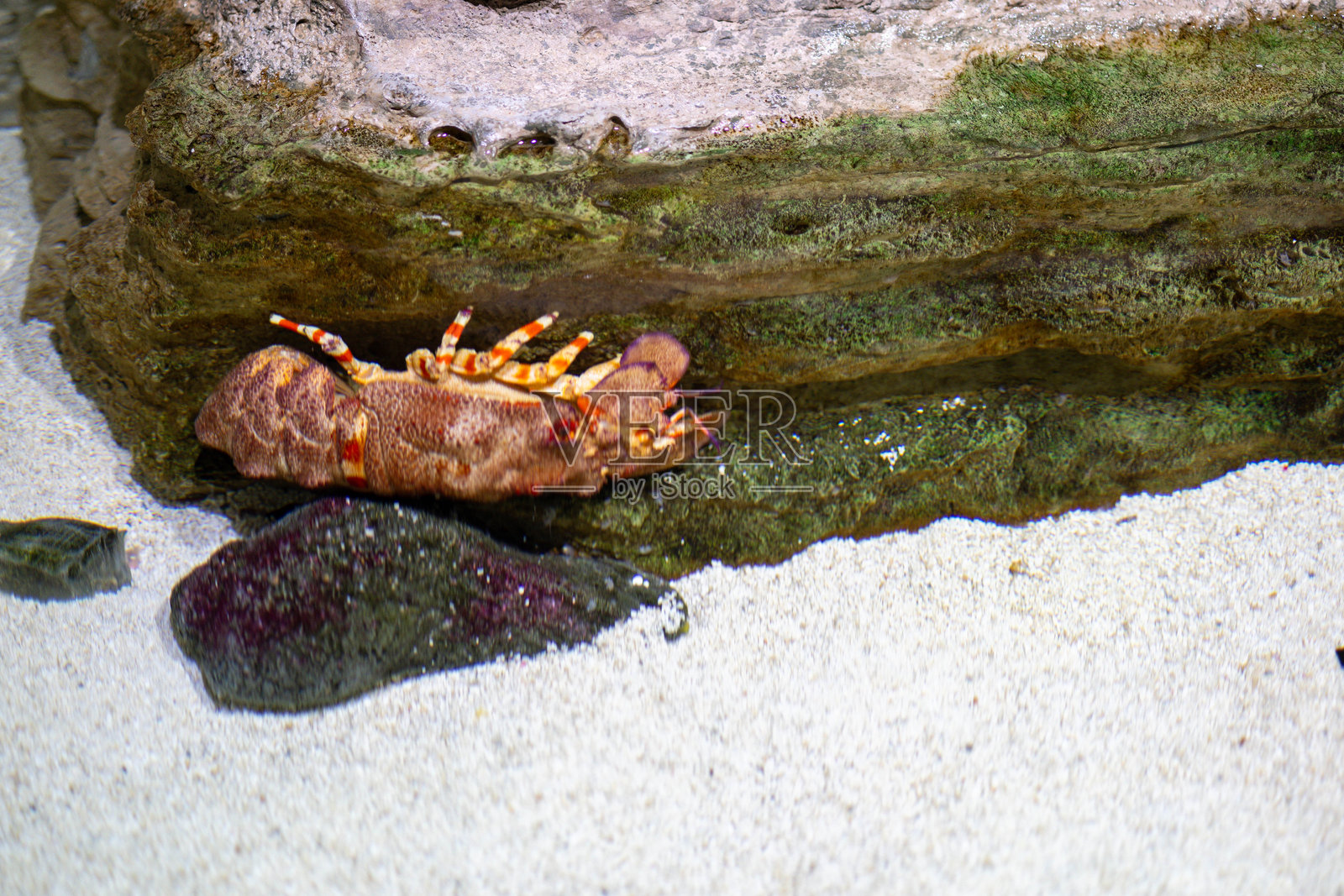 龙虾在水族馆沙质地板的岩石附近休息照片摄影图片