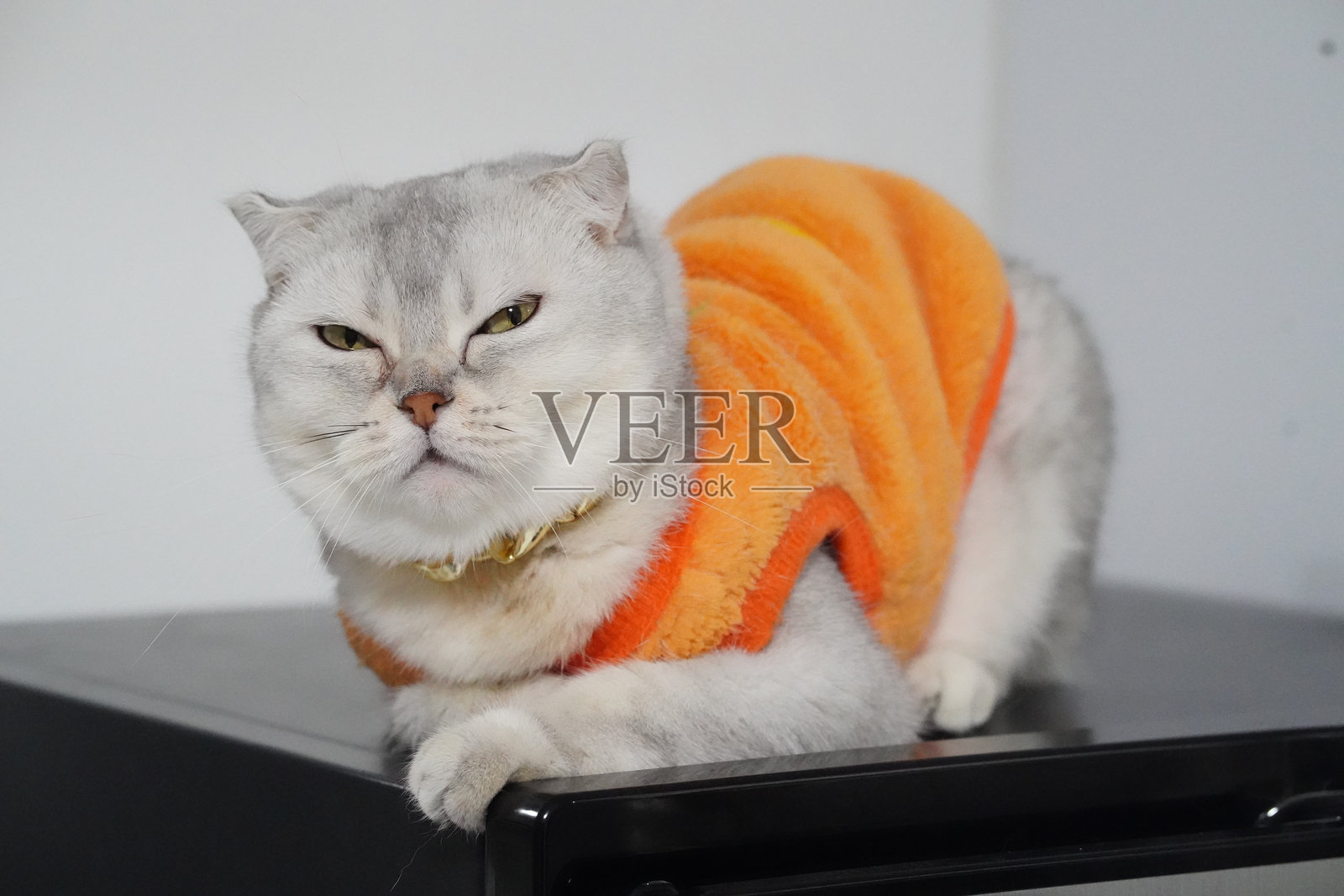 一只毛茸茸的猫咪表情独特地趴在黑色表面上，身穿亮橙色的衣服。猫咪毛发呈浅灰色，眼神中混合着好奇和恼怒。照片摄影图片
