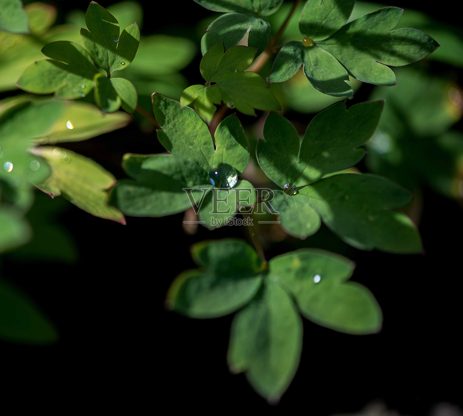 带晨露的鲜绿色耧斗菜叶照片摄影图片