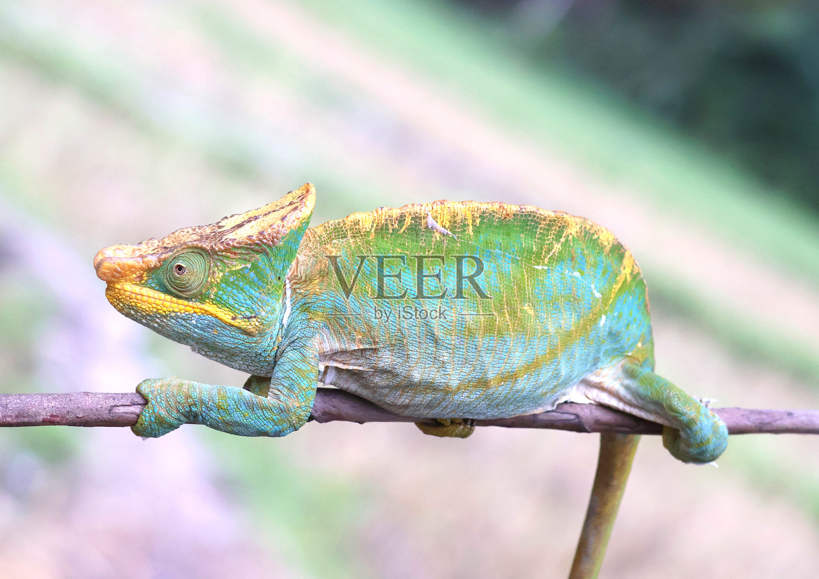 马达加斯加特有的帕森氏变色龙照片摄影图片