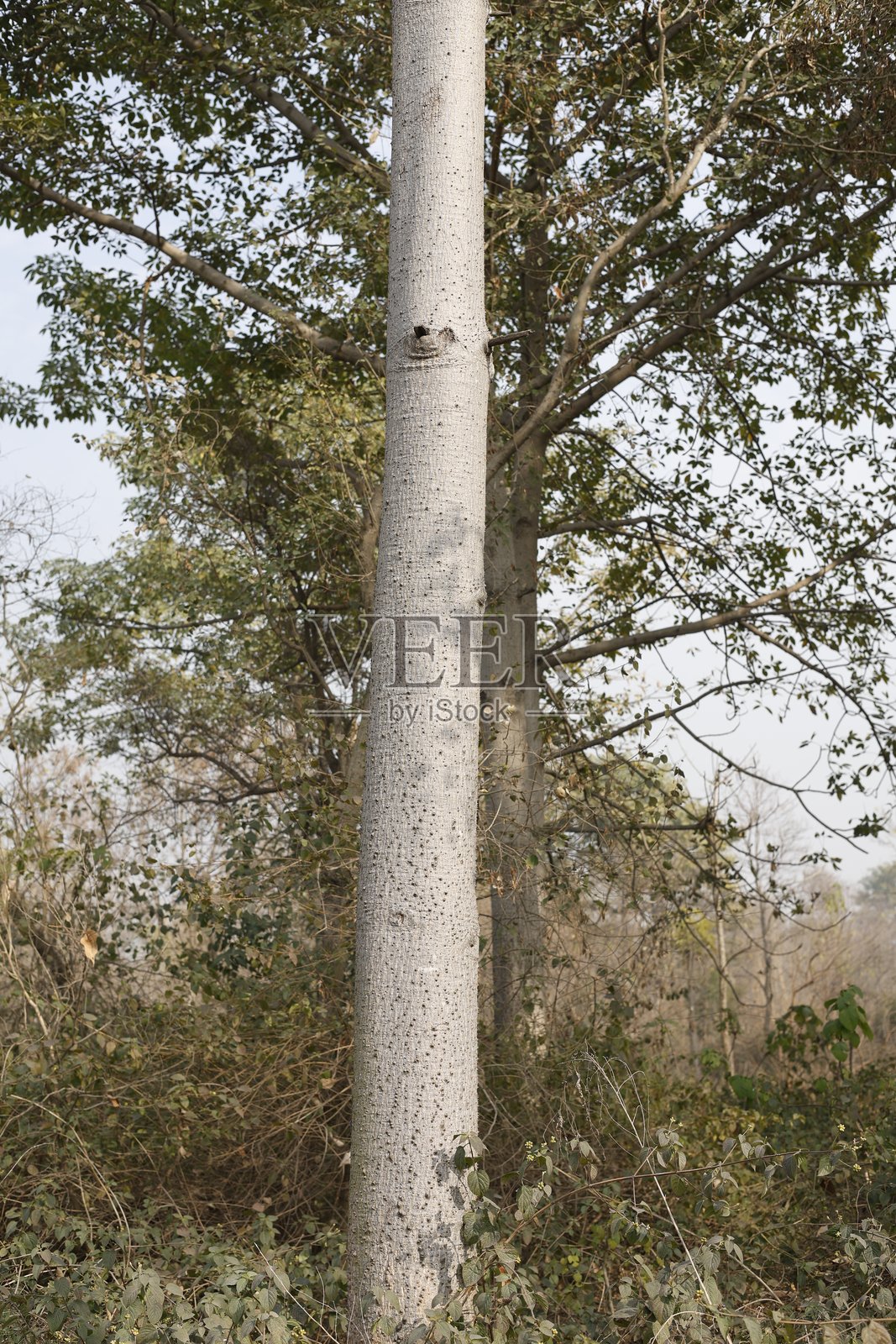 木棉照片摄影图片